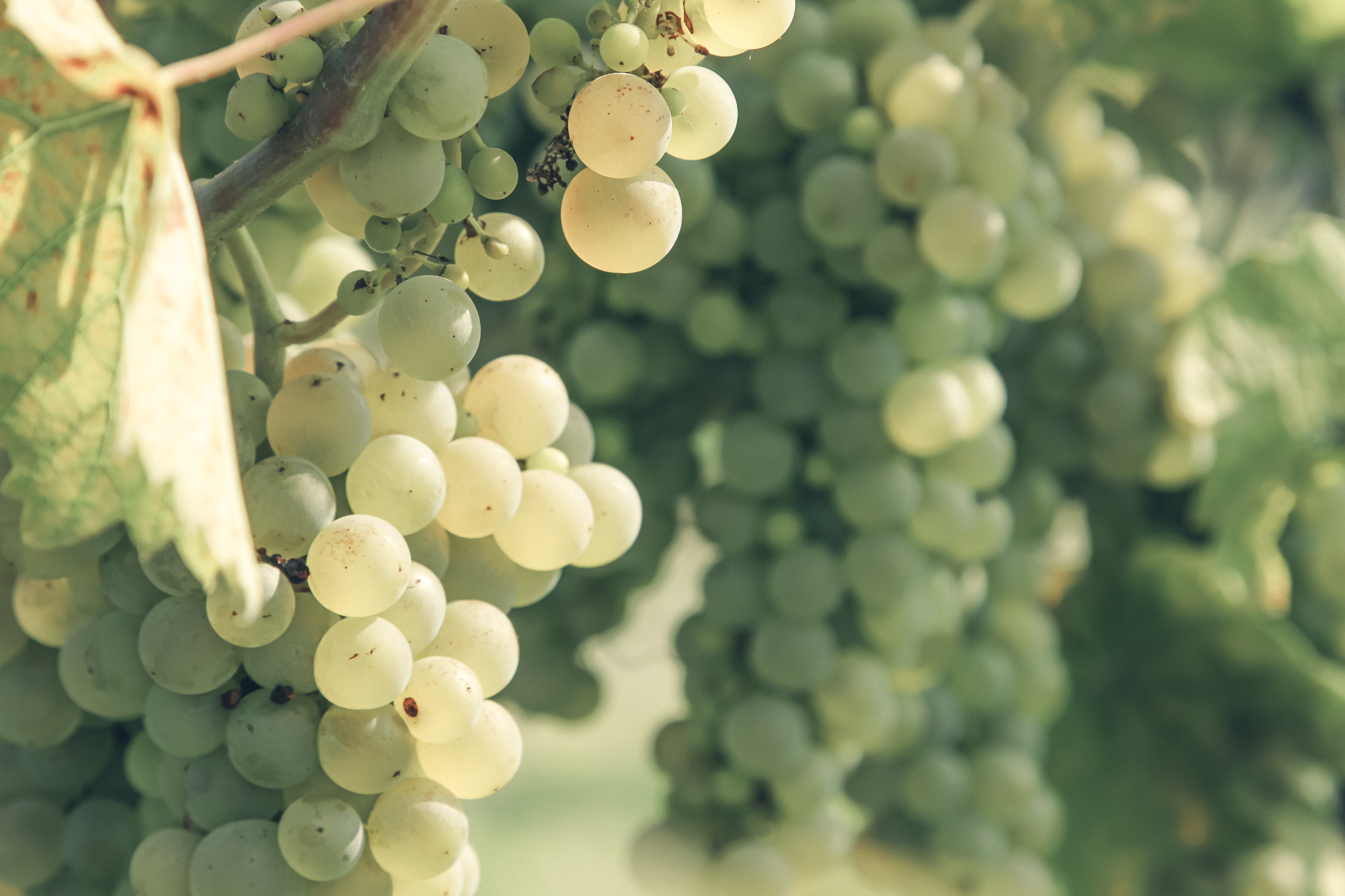 valge viinamari